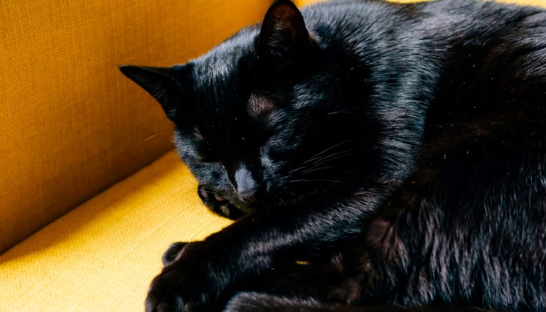 À la découverte des chats noirs : du mystère à l’élégance