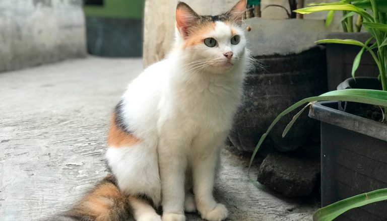 Apprendre à mon chat à passer par la chatière