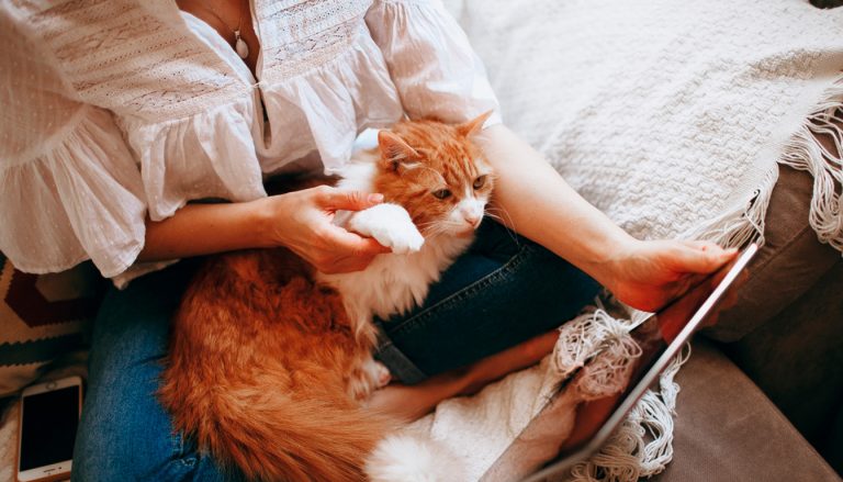 découvrez les meilleurs bars à chat à toulouse pour une pause détente entourée de félins adorables. profitez d'une ambiance chaleureuse et conviviale lors de votre visite.