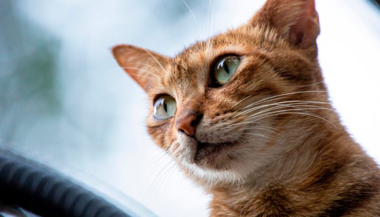 Comparatif des chatières SureFlap