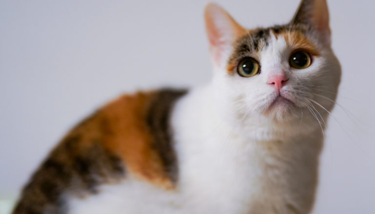 Créer un médaillon funéraire pour le décès de son animal de compagnie