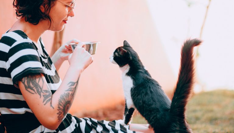 Éviter l'abandon estival des chats : comment FELOapp s'engage contre cette triste réalité