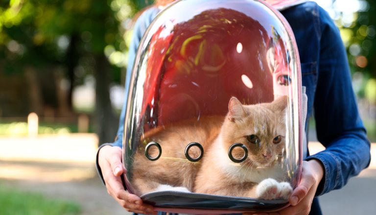 Faut il emmener son chat en vacances ?