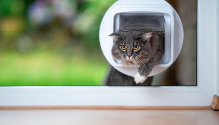 Les meilleures chatières de 2020