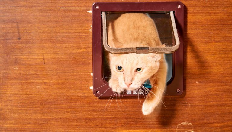 Les meilleures chatières silencieuses : le comparatif