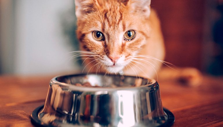 Mettre son chat au régime, bonne idée ?