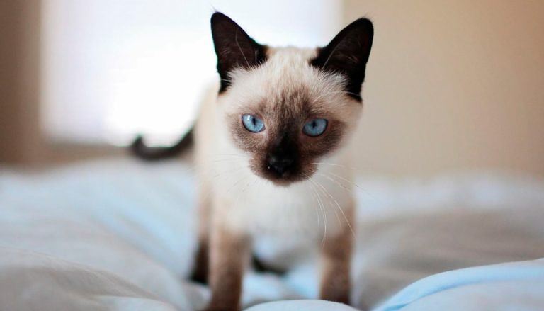 découvrez pourquoi votre chat fait pipi partout et apprenez les causes fréquentes ainsi que des solutions efficaces pour remédier à ce problème et préserver l'hygiène de votre maison.