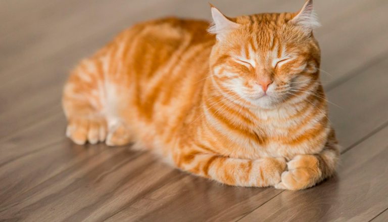 découvrez des idées originales et inspirantes pour choisir le nom parfait pour votre chatte. trouvez un nom unique qui reflète sa personnalité et son charme.