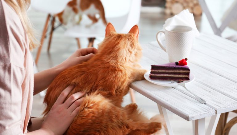 Rêver de chat : quelles significations ?