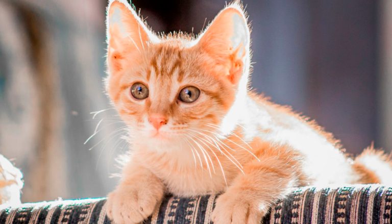 Test et avis chatière infrarouge Staywell de PetSafe