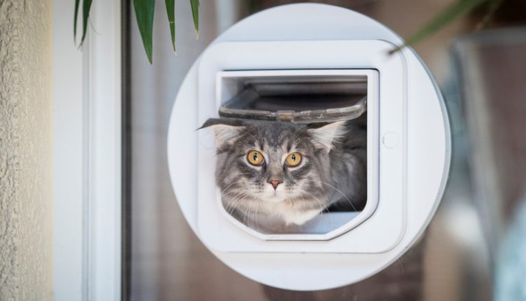 Test et avis de la chatière Cat Mate avec minuterie