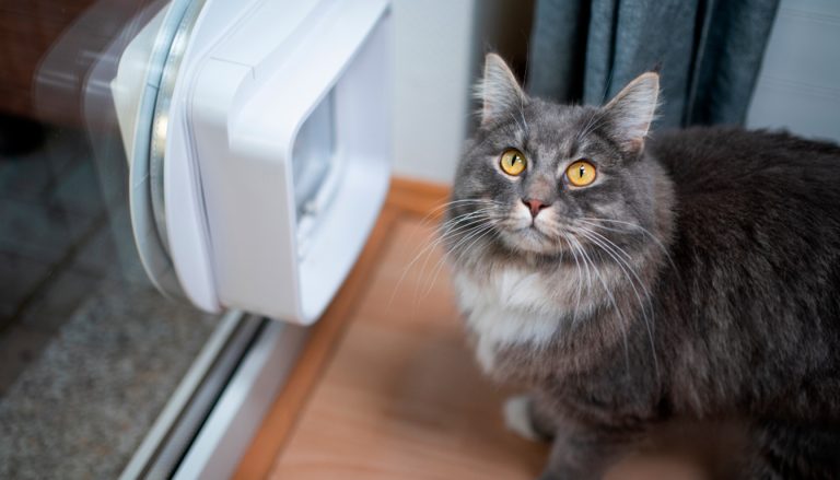 Test et avis de la chatière Lynx