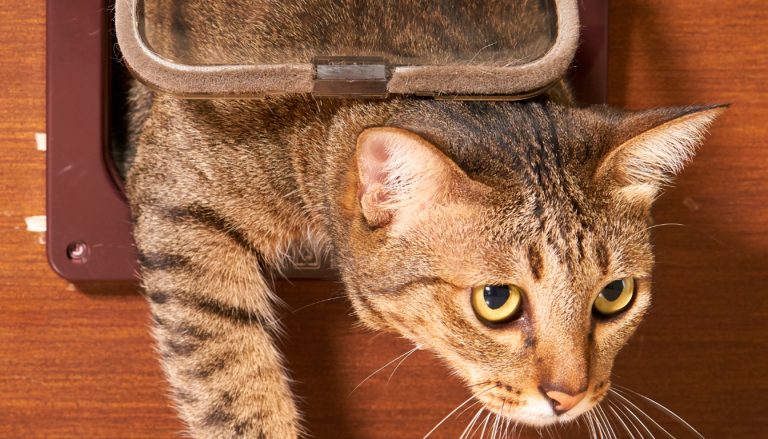 Test et avis de la chatière à puce électronique SureFlap