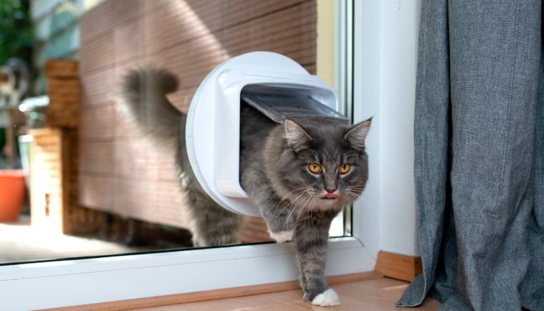 Test et avis de la chatière électronique PetSafe