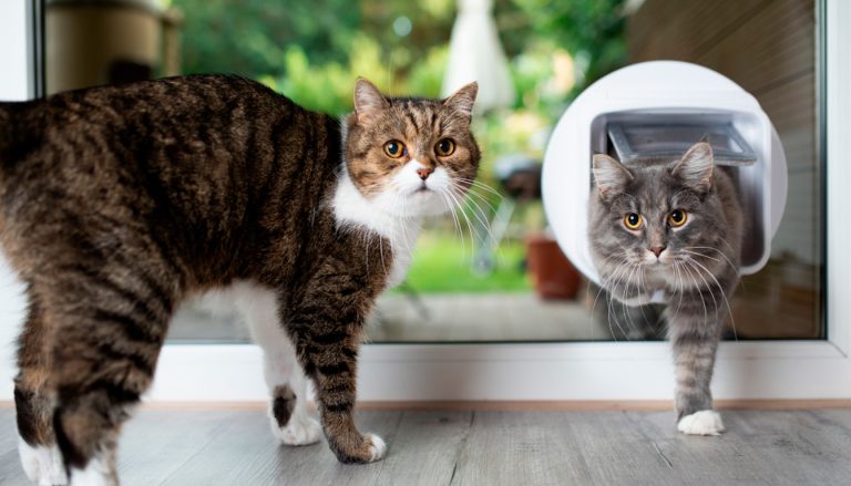 Test et avis de la chatière ronde Flamingo Cat Mate