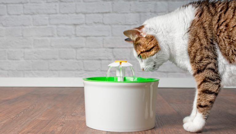 Top des meilleures fontaines pour chat : le comparatif