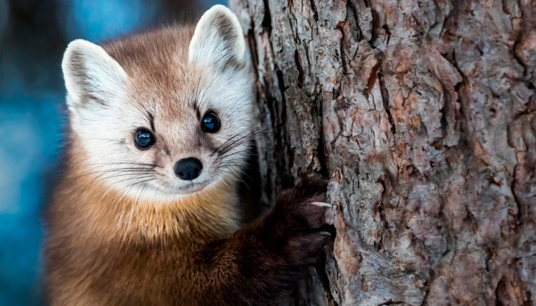 découvrez si une martre peut tuer un chat et informez-vous sur les risques, comportements et précautions à prendre pour protéger votre animal.