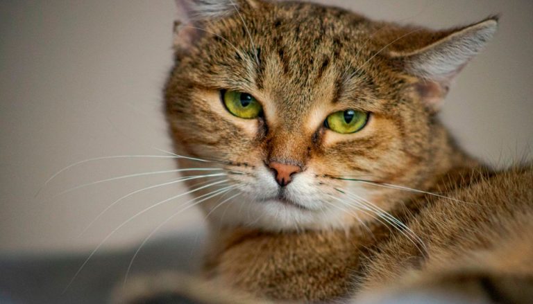 découvrez les causes possibles de l'agressivité chez le chat et apprenez des méthodes efficaces pour apaiser votre félin et favoriser une cohabitation harmonieuse.