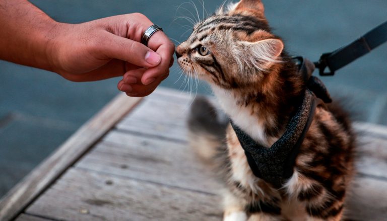 découvrez comment mettre un harnais à votre chat facilement grâce à nos étapes simples et astuces pratiques pour assurer son confort et sa sécurité.