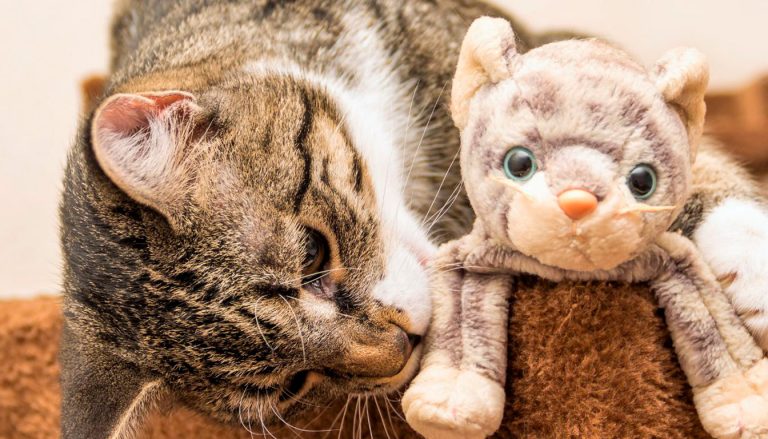 découvrez les meilleurs anti-stress pour chat : solutions naturelles efficaces et produits recommandés pour apaiser votre compagnon félin en toute sécurité.