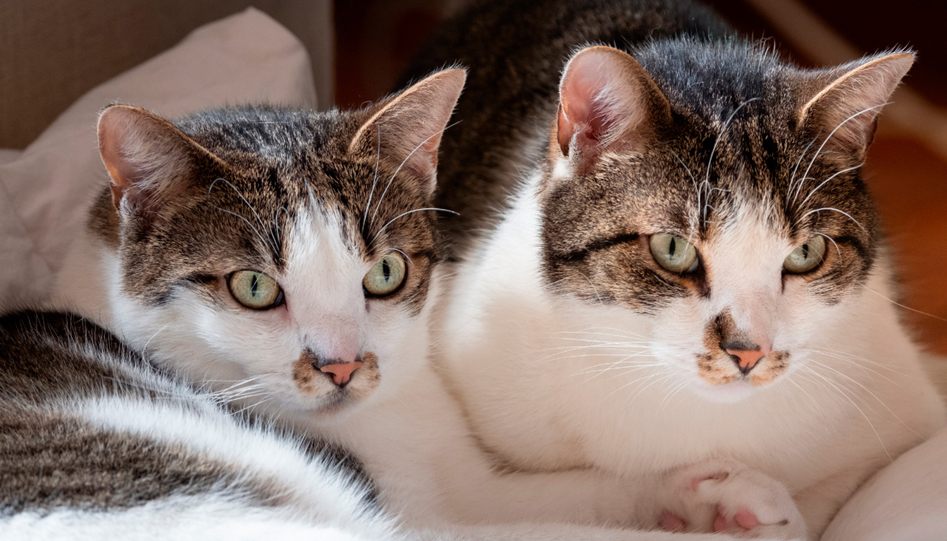 découvrez tout ce qu'il faut savoir sur l'accouplement du chat : signes précurseurs, durée du processus et comportements typiques à observer pour mieux comprendre votre animal.