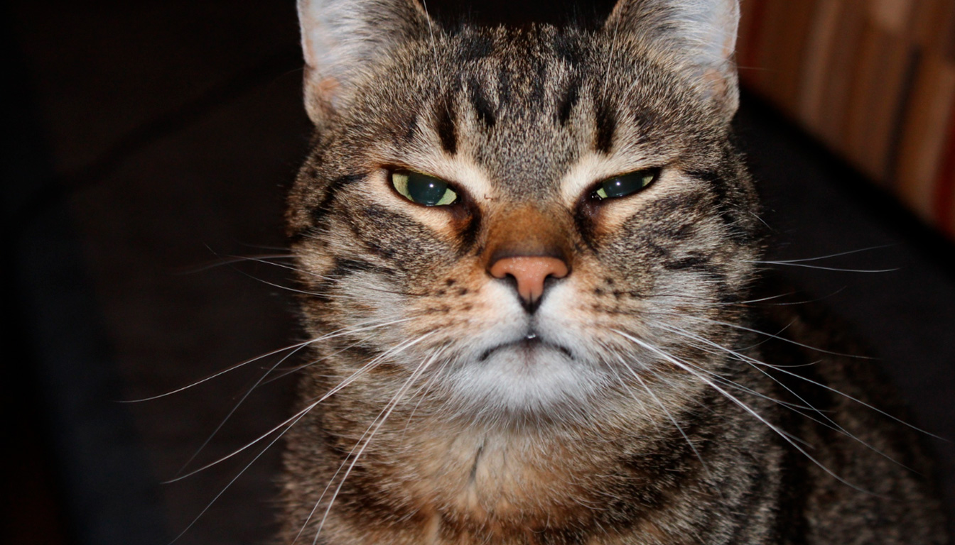 découvrez les causes possibles de l'agressivité chez le chat et apprenez des méthodes efficaces pour apaiser votre compagnon félin en toute douceur.