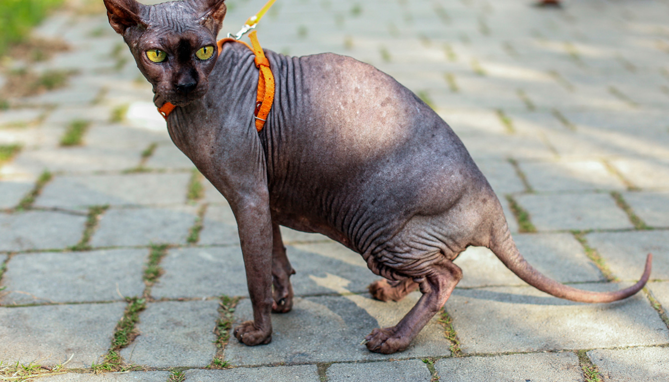 découvrez comment mettre un harnais pour chat facilement grâce à nos étapes simples et astuces pratiques pour assurer confort et sécurité à votre chat.