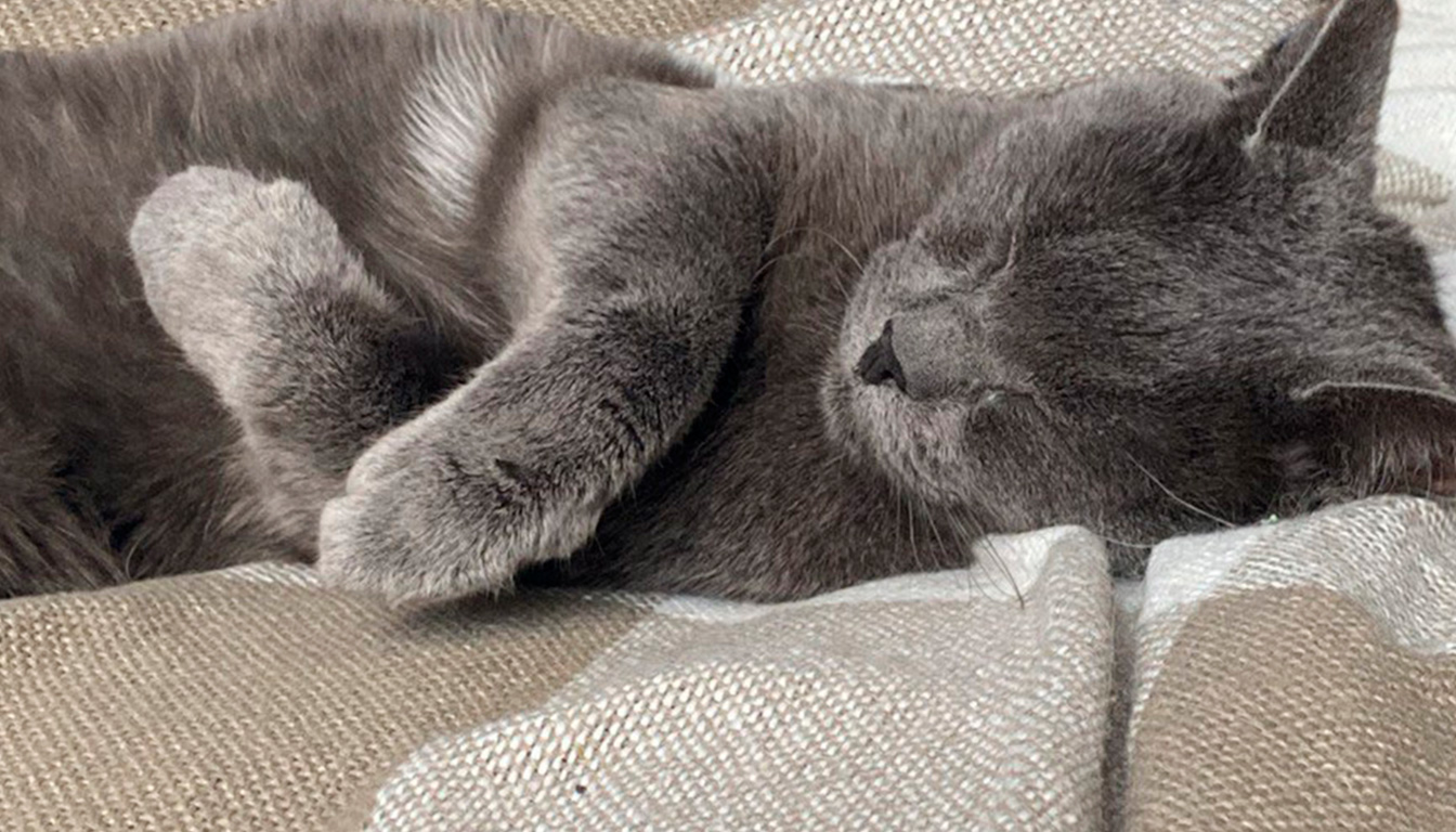 découvrez pourquoi votre chat dort beaucoup, quand cela est normal et quels signes doivent vous alerter pour assurer sa santé et son bien-être.