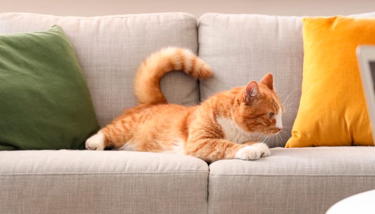 découvrez des méthodes efficaces pour empêcher votre chat de faire pipi sur le canapé et garder votre intérieur propre et agréable.