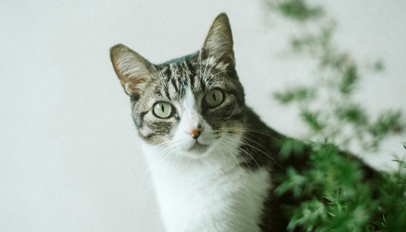 découvrez des plantes naturelles et sans danger pour éloigner les chats de votre jardin ou intérieur. des idées efficaces pour protéger vos espaces tout en respectant nos amis félins.