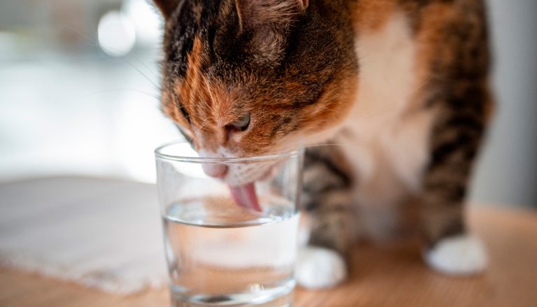découvrez pourquoi votre chat renverse sa gamelle d'eau, les raisons possibles de ce comportement et les conseils pour y remédier efficacement.