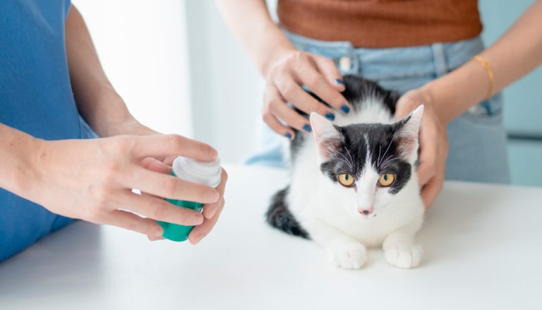 découvrez le prix du vermifuge pour chat et combien il coûte en fonction des différentes options disponibles. guide pratique pour bien choisir et protéger votre compagnon félin.