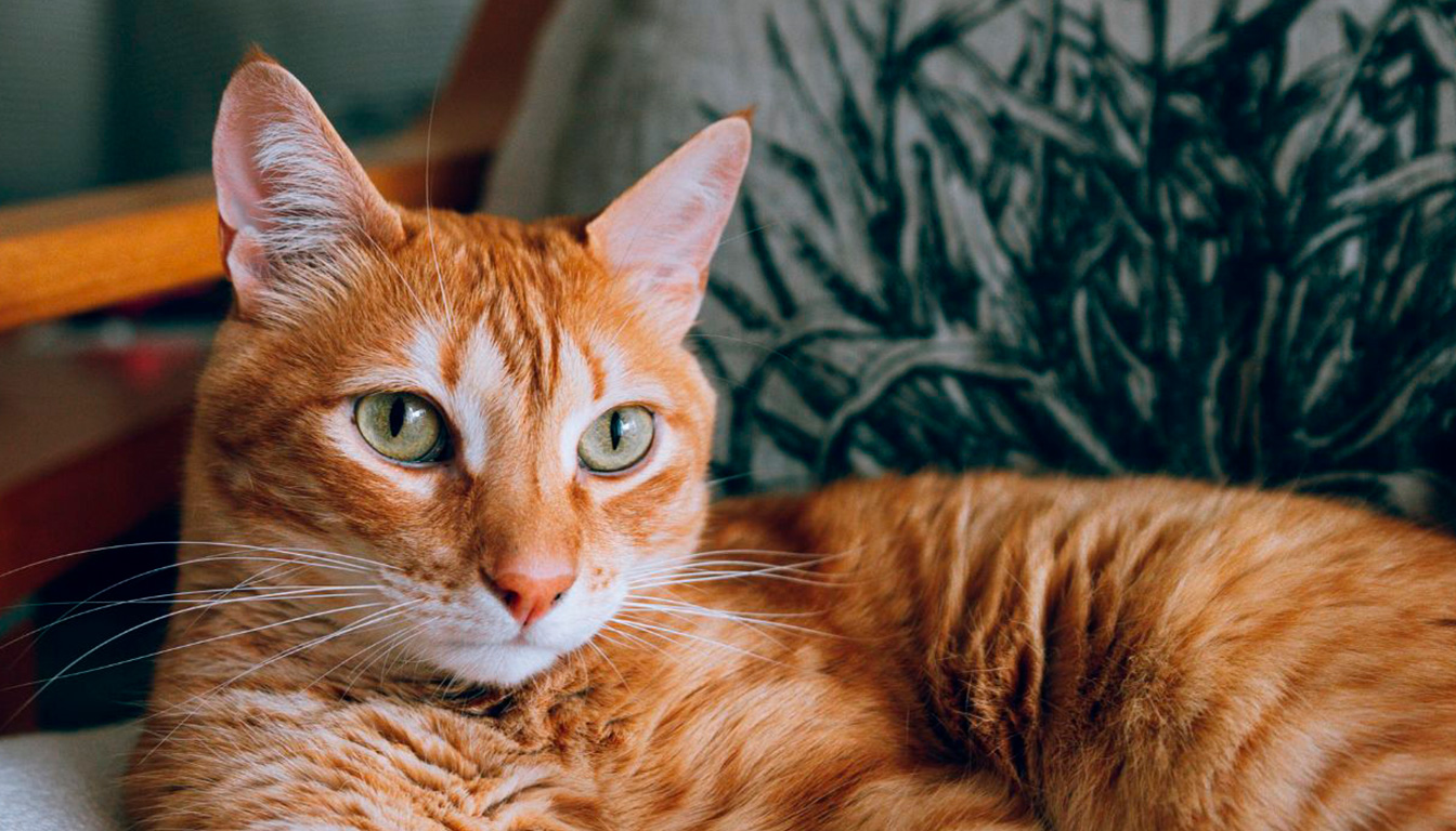 découvrez des méthodes efficaces et sûres pour éliminer les poils de chat en tenant compte de l'asthme, afin de préserver votre santé tout en profitant de la compagnie de votre animal.