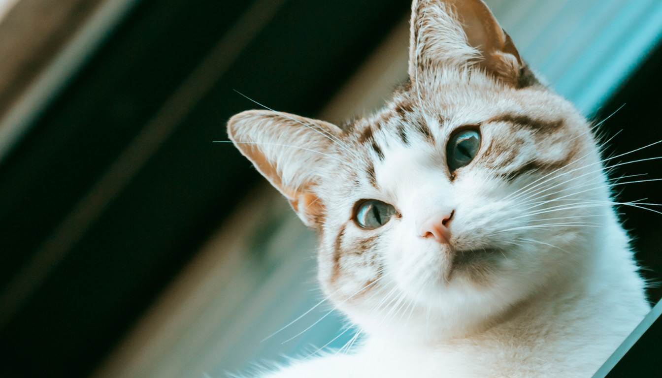 découvrez notre checklist complète pour sécuriser efficacement un balcon et garantir la sécurité de votre chat sans aucun risque.