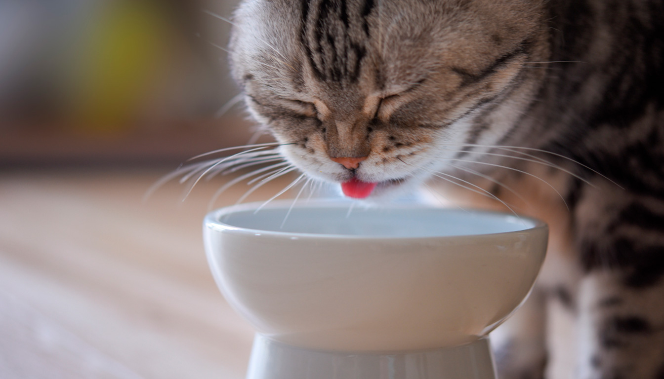 découvrez pourquoi votre chat renverse sa gamelle d'eau, les raisons possibles de ce comportement et comment y réagir efficacement pour le bien-être de votre animal.