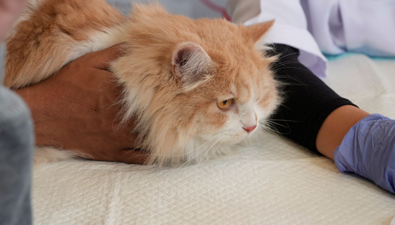 découvrez le prix du vermifuge pour chat et tout ce qu'il faut savoir sur son coût pour bien protéger votre animal.