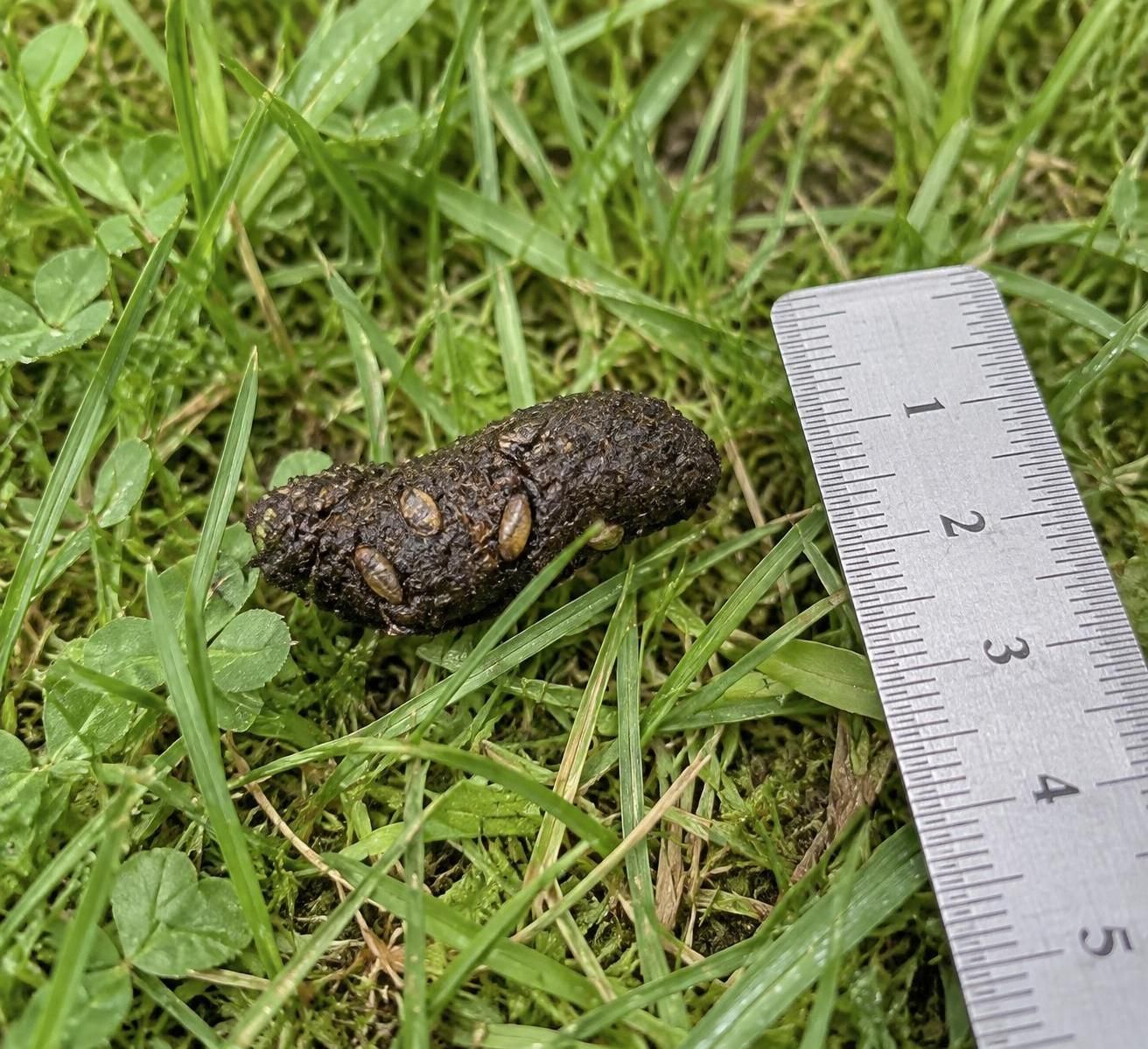 apprenez à reconnaître une crotte de hérisson grâce à sa taille et son odeur, et à la distinguer de celles du rat, de la fouine ou du renard.