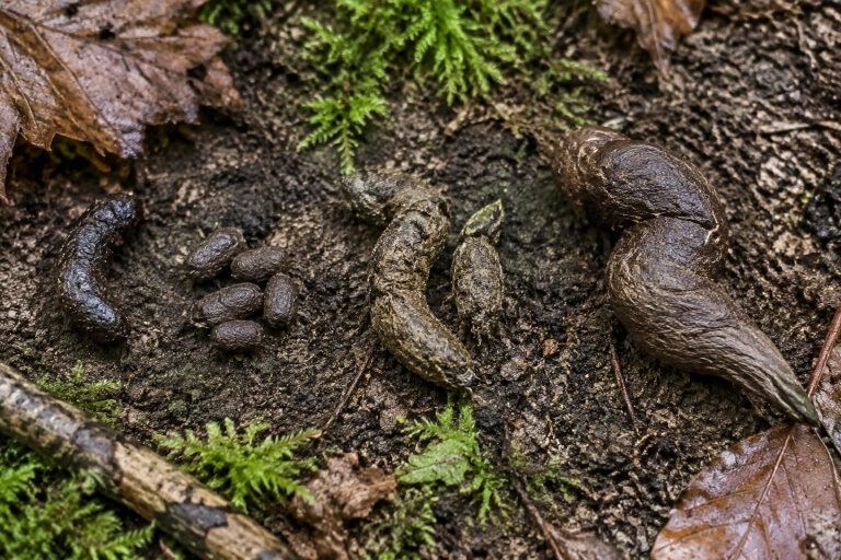 apprenez à reconnaître une crotte de hérisson grâce à sa taille et son odeur, et à la distinguer des crottes de rat, de fouine ou de renard.