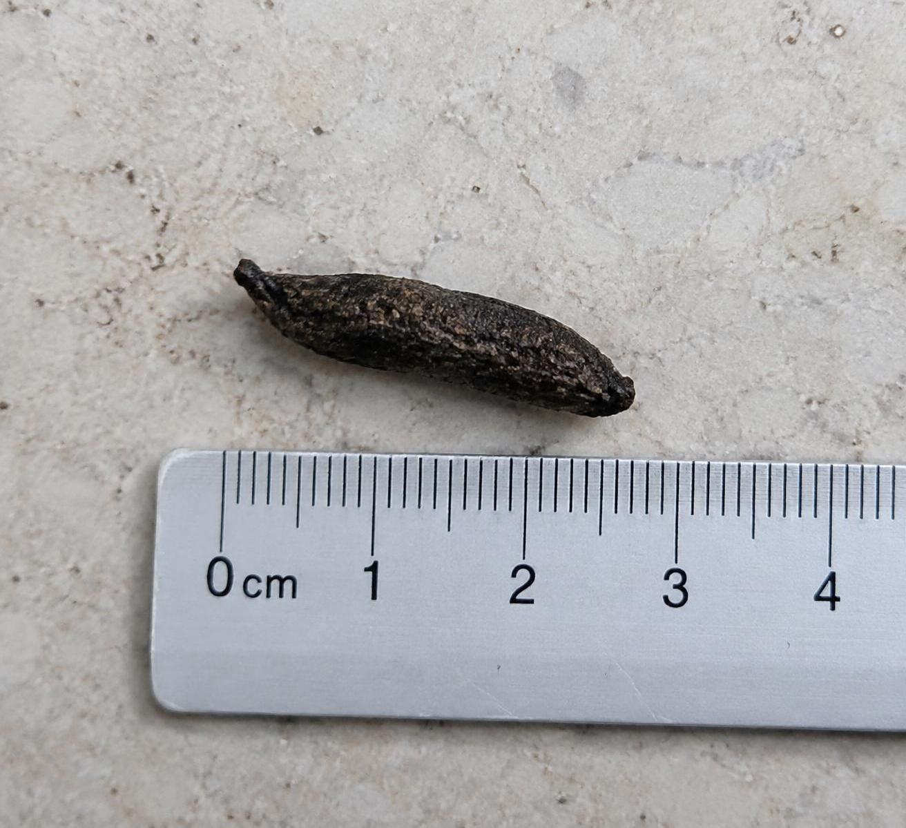 reconnaître une crotte de rat grâce à sa taille et son odeur, la différencier d’autres déjections et savoir comment agir en toute sécurité.