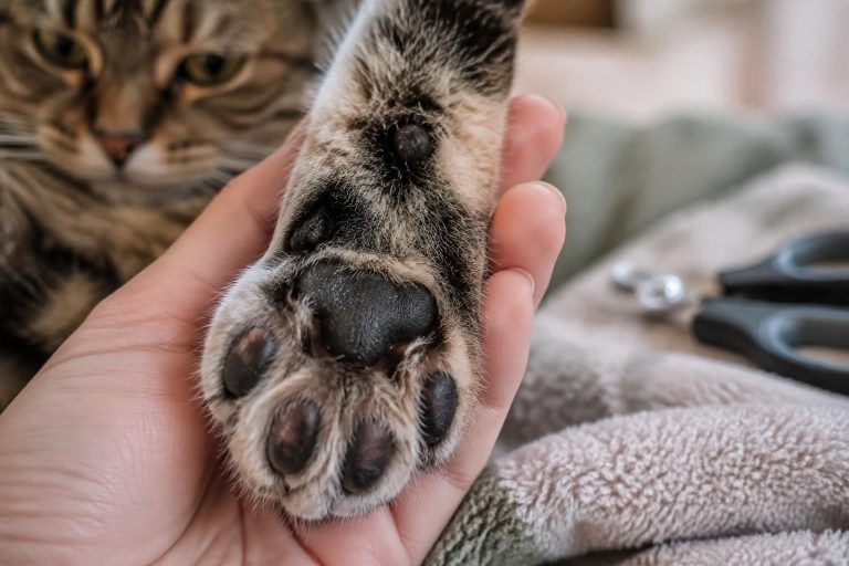 découvrez l’anatomie de la patte du chat, le rôle de ses coussinets et les soins essentiels pour les protéger au quotidien.
